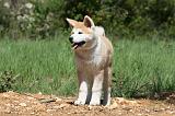 AKITA INU 402